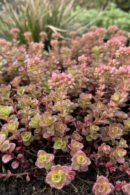 Vetkruid Sedum spurium 'Schorbuser Blut' 5-10 Pot P9 Sedum spurium 'Schorbuser Blut'