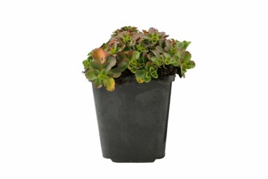 Vetkruid Sedum spurium 'Schorbuser Blut' 5-10 Pot P9 Sedum spurium 'Schorbuser Blut'