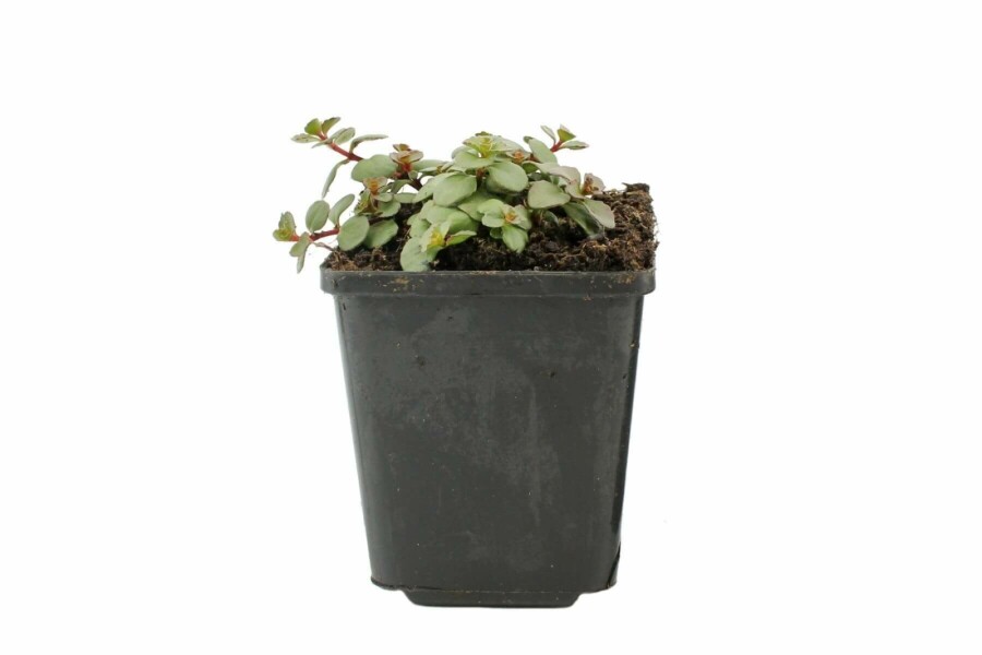 Vetkruid Sedum spurium 'Splendens' 5-10 Pot P9 Sedum spurium 'Splendens'