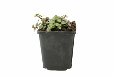 Vetkruid Sedum spurium 'Splendens' 5-10 Pot P9 Sedum spurium 'Splendens'