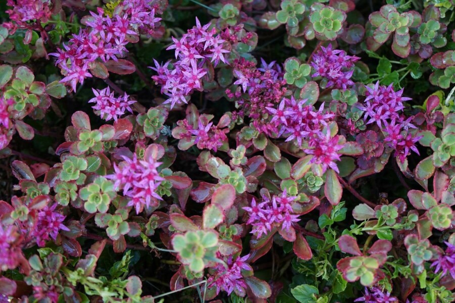 Vetkruid Sedum spurium 'Splendens' 5-10 Pot P9 Sedum spurium 'Splendens'