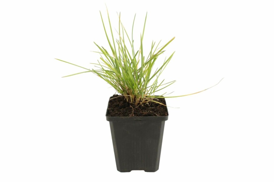 Fonteinkruid Sesleria autumnalis 5-10 Pot P9 Sesleria autumnalis