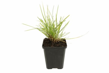 Fonteinkruid Sesleria autumnalis 5-10 Pot P9