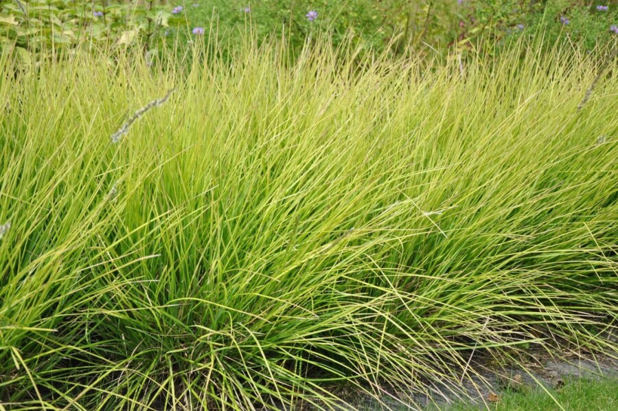 Fonteinkruid Sesleria autumnalis 5-10 Pot P9 Sesleria autumnalis