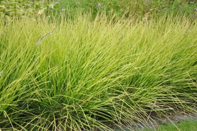 Fonteinkruid Sesleria autumnalis 5-10 Pot P9