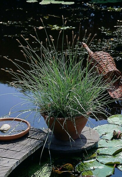Blauwgras Sesleria nitida 5-10 Pot P9 Sesleria nitida