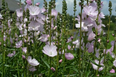 Griekse malva Sidalcea 'Elsie Heugh' 5-10 Pot P9 Sidalcea 'Elsie Heugh'