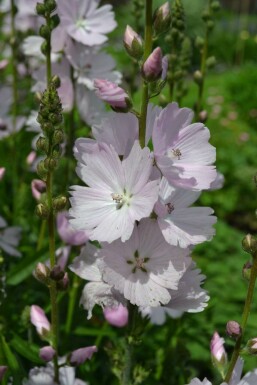 Griekse malva Sidalcea 'Elsie Heugh' 5-10 Pot P9 Sidalcea 'Elsie Heugh'