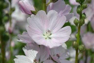 Griekse malva Sidalcea 'Elsie Heugh' 5-10 Pot P9 Sidalcea 'Elsie Heugh'