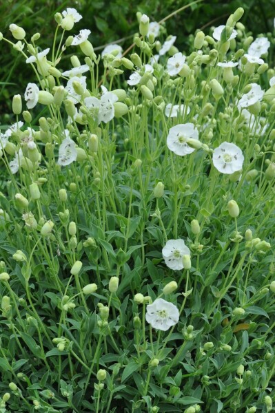 Silene maritima 'Weisskelchen'