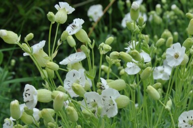 Lijmkruid Silene maritima 'Weisskelchen' 5-10 Pot P9