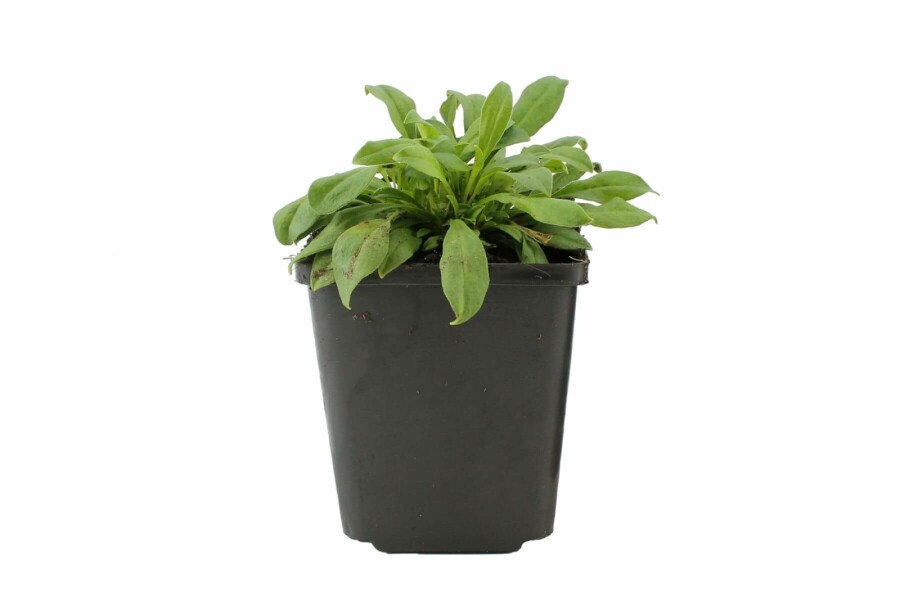 Lijmkruid Silene schafta 'Splendens' 5-10 Pot P9 Silene schafta 'Splendens'