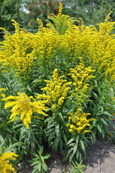 Guldenroede Solidago canadensis 'Goldkind' 5-10 Pot P9 Solidago canadensis 'Goldkind'