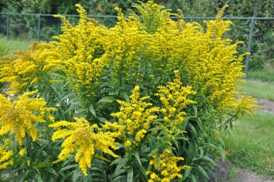Guldenroede Solidago canadensis 'Goldkind' 5-10 Pot P9 Solidago canadensis 'Goldkind'