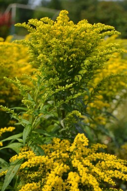 Guldenroede Solidago canadensis 'Goldkind' 5-10 Pot P9 Solidago canadensis 'Goldkind'