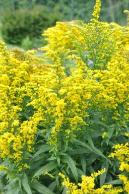 Guldenroede Solidago canadensis 'Goldkind' 5-10 Pot P9 Solidago canadensis 'Goldkind'