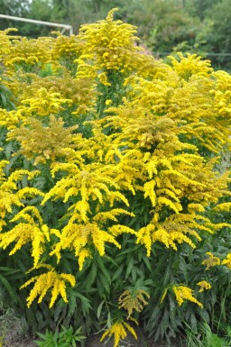 Guldenroede Solidago canadensis 'Goldkind' 5-10 Pot P9 Solidago canadensis 'Goldkind'