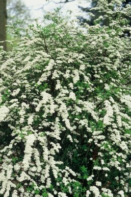 Spierstruik Spiraea cinerea 'Grefsheim' Struik 30-40 Pot C2