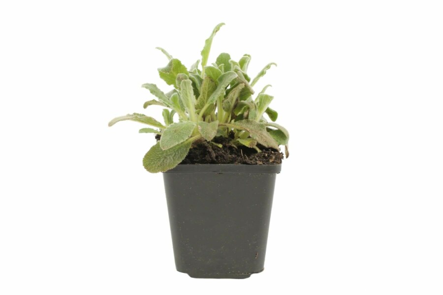 Ezelsoor Stachys byzantina 5-10 Pot P9 Stachys byzantina