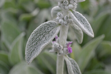 Ezelsoor Stachys byzantina 5-10 Pot P9 Stachys byzantina