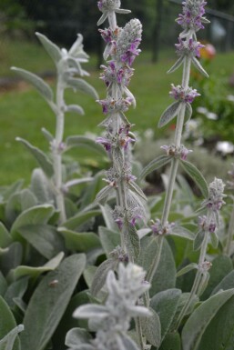 Ezelsoor Stachys byzantina 5-10 Pot P9 Stachys byzantina