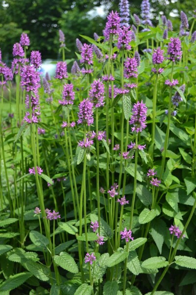 Andoorn Stachys monieri 'Hummelo' 5-10 Pot P9 Stachys monieri 'Hummelo'