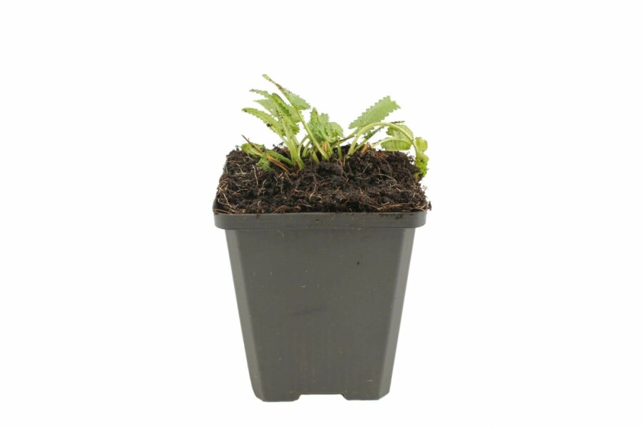 Andoorn Stachys monieri 'Hummelo' 5-10 Pot P9 Stachys monieri 'Hummelo'