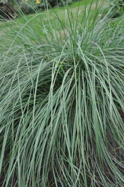 Reuzenvedergras Stipa gigantea 5-10 Pot P9 Stipa gigantea
