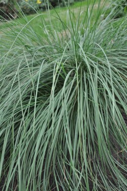 Reuzenvedergras Stipa gigantea 5-10 Pot P9 Stipa gigantea