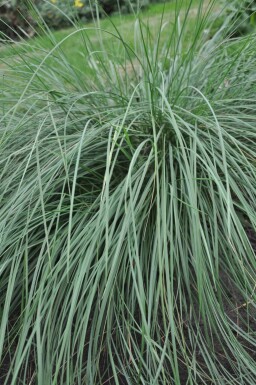 Reuzenvedergras Stipa gigantea 5-10 Pot P9