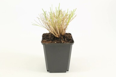 Reuzenvedergras Stipa gigantea 5-10 Pot P9 Stipa gigantea