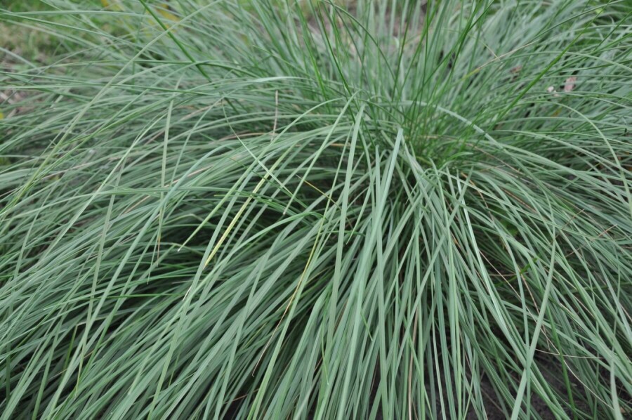 Reuzenvedergras Stipa gigantea 5-10 Pot P9 Stipa gigantea