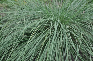 Reuzenvedergras Stipa gigantea 5-10 Pot P9 Stipa gigantea