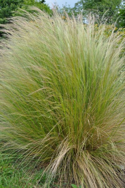 Stipa tenuissima (Vedergras) kopen P9 | Heijnen Planten