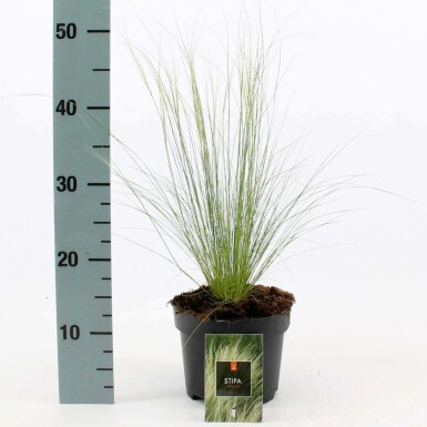 Vedergras Stipa tenuissima 'Ponytails' 10-15 Pot C2 Stipa tenuissima 'Ponytails'