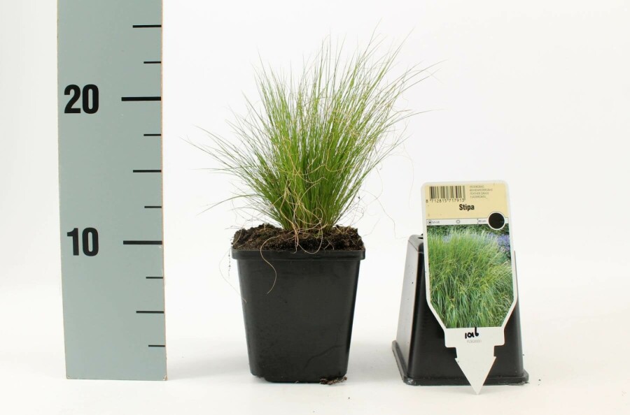 Vedergras Stipa tenuissima 'Ponytails' 5-10 Pot P9 Stipa tenuissima 'Ponytails'