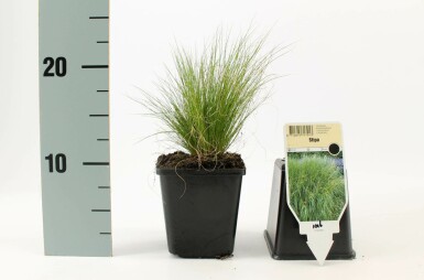 Vedergras Stipa tenuissima 'Ponytails' 5-10 Pot P9 Stipa tenuissima 'Ponytails'