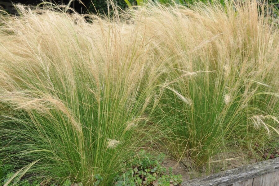 Vedergras Stipa tenuissima 'Ponytails' 5-10 Pot P9 Stipa tenuissima 'Ponytails'