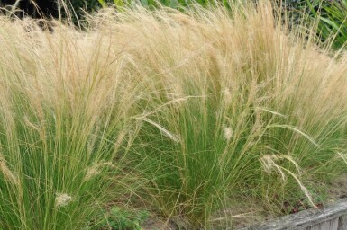 Vedergras Stipa tenuissima 'Ponytails' 5-10 Pot P9 Stipa tenuissima 'Ponytails'