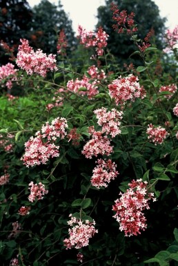 Sering Syringa microphylla 'Superba' Struik 40-50 Pot C3