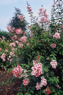 Sering Syringa microphylla 'Superba' Struik 40-50 Pot C3