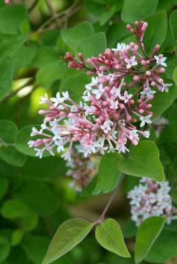 Sering Syringa microphylla 'Superba' Struik 40-50 Pot C3