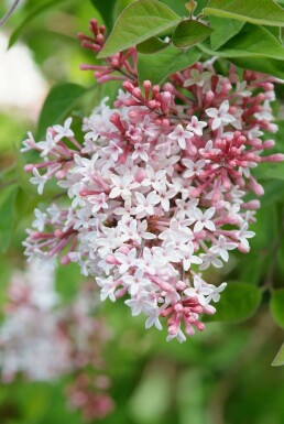 Sering Syringa microphylla 'Superba' Struik 40-50 Pot C3