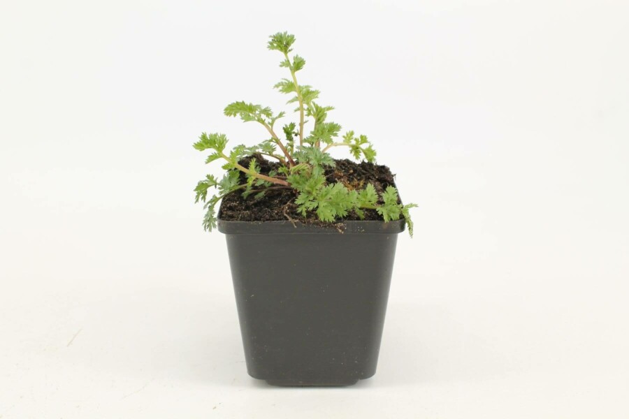 Wormkruid Tanacetum coccineum 'Robinson's Red' 5-10 Pot P9 Tanacetum coccineum 'Robinson's Red'