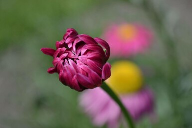 Wormkruid Tanacetum coccineum 'Robinson's Red' 5-10 Pot P9