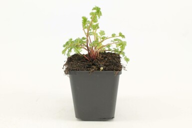 Wormkruid Tanacetum coccineum 'Robinson's Rose' 5-10 Pot P9 Tanacetum coccineum 'Robinson's Rose'