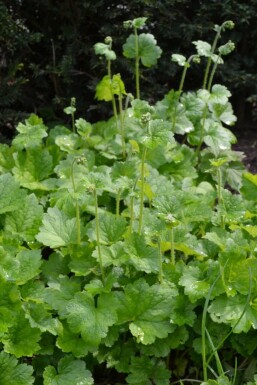 Tellima Tellima grandiflora 5-10 Pot P9