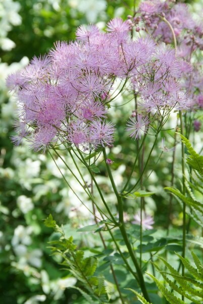 Ruit Thalictrum aquilegifolium 5-10 Pot P9 Thalictrum aquilegifolium