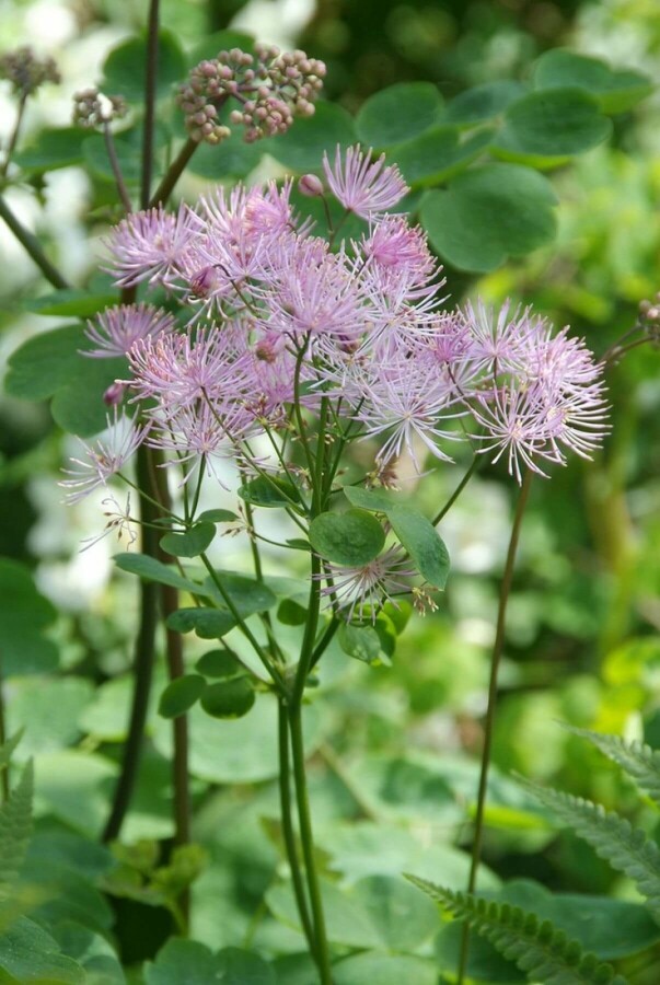 Ruit Thalictrum aquilegifolium 5-10 Pot P9 Thalictrum aquilegifolium