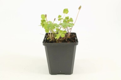 Poelruit Thalictrum flavum subsp. glaucum 5-10 Pot P9 Thalictrum flavum subsp. glaucum